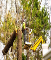 Quality Tree Service