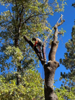 CCF Pro Tree Services