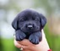 Golden Retriever Puppies For Sale Spring Valley