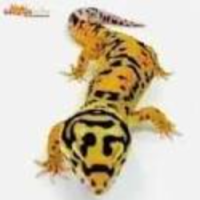 Reptiles.com