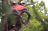Bellflower Tree Care Service