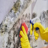 Urgent Mold Removal San Antonio