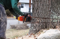 Berkeley Tree Service