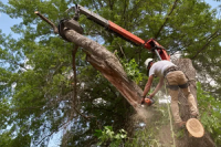 Rialto Tree Service