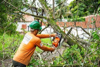 San Ramon Tree Service
