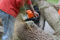 Menlo Park Tree Service
