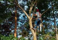 North Hollywood Tree Service