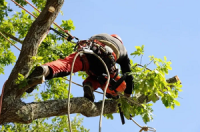 Burbank Tree Service