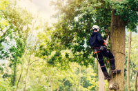 El Centro Tree Service