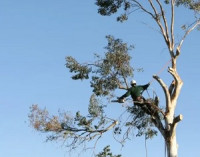 North Bethesda Tree Care Co.