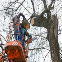 Brookhaven Tree Service Co.