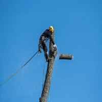 Washington Township Tree Service