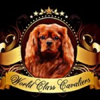 World Class Cavaliers