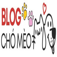 Blog Chó Mèo | Cẩm Nang Nuôi Chó Mèo Toàn Diện Nhất 2025