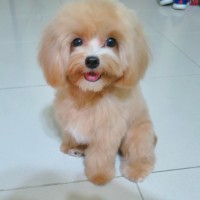 Apricot Maltipoo for Sale Near Me | Healthy Maltipoo Puppies