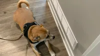 Mold Canine LLC