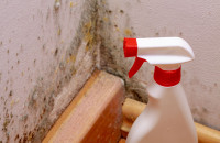 City of Lights Mold Removal Experts