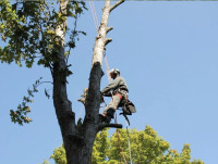 Renton Tree Service Pros