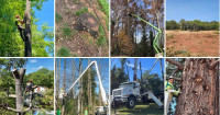 Tree Cutting Service Wilmington NC