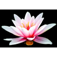 Denver Psychologist - Dr. Jessica Lee