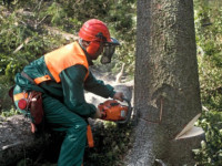Aguilar Tree Service