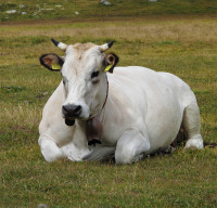 Paschall Farms