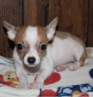 White purebred Chihuahua pup
