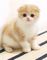 EXOTIC FUR BABIES HOME