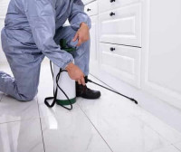 Borer Control Perth