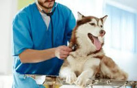 Pet Care Service