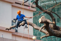 Sunnyvale Tree Service