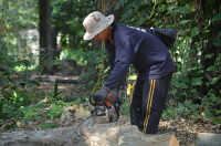 Ontario Tree Service