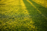 Newport Landscaping
