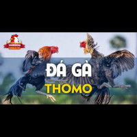 Nhà cái ĐÁ GÀ THOMO