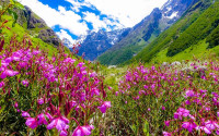 Valley Of Flower By Helicopter