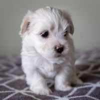 Pine Acres Puppies