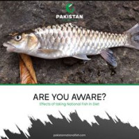 Mahseer Species: Mahseer Fish And its Importance