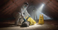 Fresh Dead Animal Cleanup QLD
