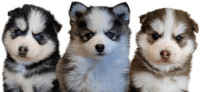 Platinum Pomskies