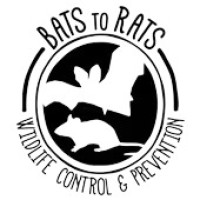 Bats To Rats