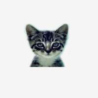We Love Cats and Kittens