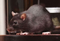 247 Rodent Control Sydney