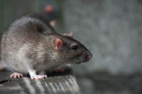 247 Rodent Control Brisbane