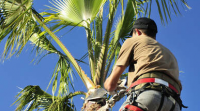 Prairieville Tree Service