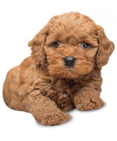Dog Breeders Melbourne, VIC | Designer K9 Breeders