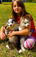 Siberian Huskies Puppies Golden Retrievers