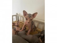 Teacup Sphynx kittens