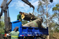 Pro Tree Service Valdosta GA