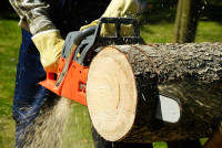 Discount Tree Cutting and Removal