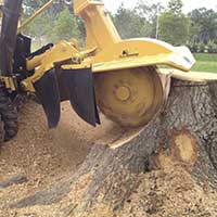 Discount Tree Cutting and Removal